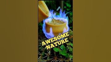 Nature’s Craft: Bamboo Scrap Becomes Exotic Cup 🌿 #bamboocraft #bamboocup #asmr #satisfying #short