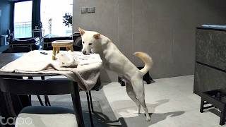 햇님이의 이중생활