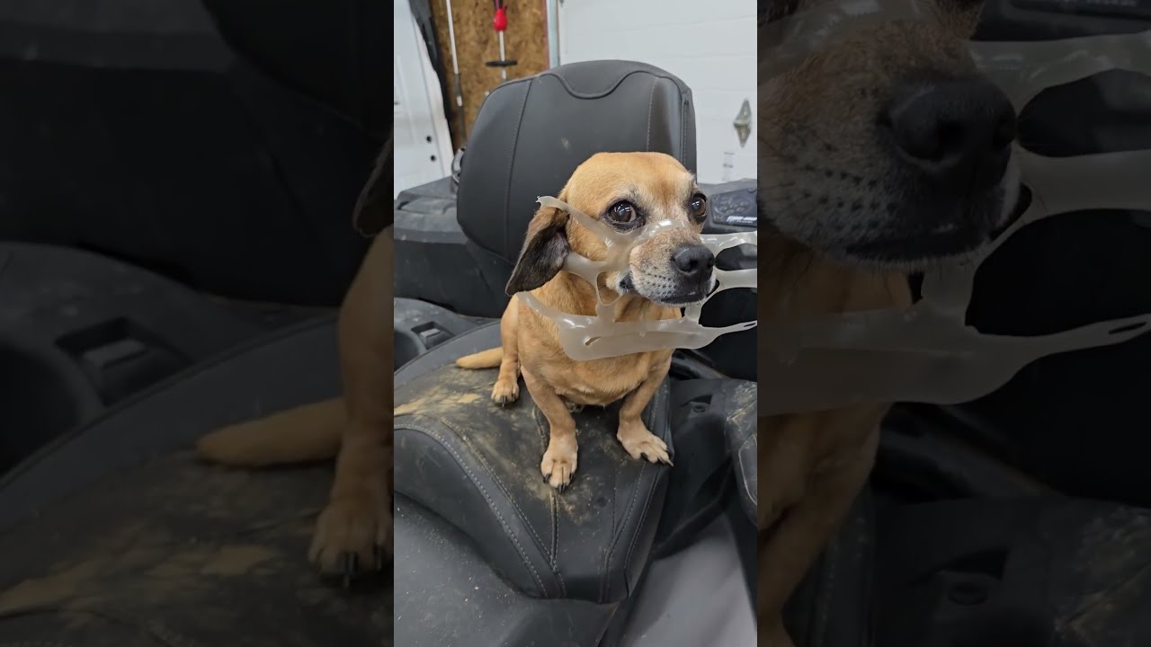 Minion Has A Public Service Announcement NO ANIMALS WERE HARMED IN THE MAKING OF THIS VIDEO