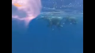 Completely Adorable, Elephants Swimming!!💖