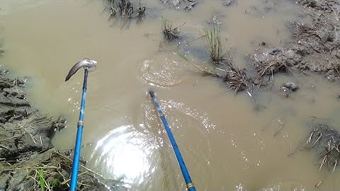 Nóng Lạnh Cá Lóc Cá Trê Gôm Xuống Đường Mương Ruộng Khi Rút Nước Xạ Lúa | kích cá miền tây