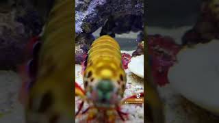 My Mantis Shrimp has ANGER ISSUES!