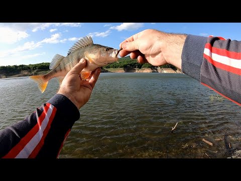 ალგეთის ქორჭილა, select-ის სილიკონები