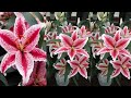 Tutorial Cara Membuat Bunga Lily dari Plastik Kresek | How to make Lily Flower from Plastic Bag