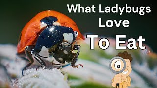 What Ladybugs Love To Eat Video - Educational Read-Aloud