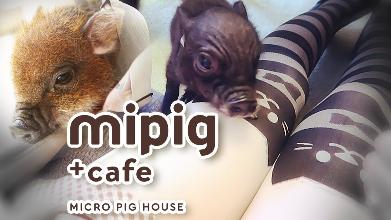 Micro Pig Cafe In Tokyo YouTube micro-pig-cafe-in-tokyo-youtube