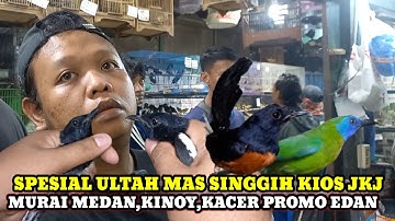 PROMO EDAN KACER,MURAI KINOY BURUNG NORMAL HARGA JUAL GAK NORMAL DIKIOS JKJ PASAR BURUNG PRAMUKA