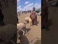 مباشرة من سوق جمعة المعدن مراكش التمن طالع والخرفان مشاو الاكادير والشمال 