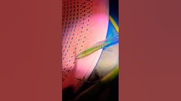 Chinh phục cá sặc bướm #shorts #short