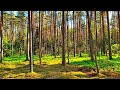 Forest Healing Sounds 🌿 Tranquil Birdsong for Sleep, Stress Relief & Inner Peace🌿