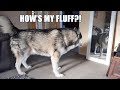 Husky Checks Himself Out In Mirror Before Date!