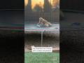 Golden Retriever Joyfully Bounces on Trampoline #shorts