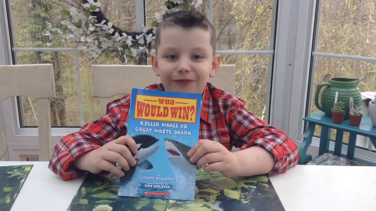 Who Would Win Great White Shark Vs Killer Whale Youtube