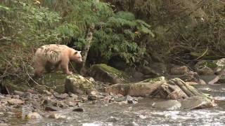 Spirit Bear Lodge  Legends from the Great Bear Rainforest