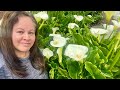 Aprende a cuidar y cultivar Alcatraz, calas, cartuchos en macetas y en suelo. ║Orquídeas en el mundo