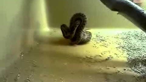 gopher snake eating mouse