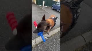 Chaussure pour chien 🐕 #video #chien #dog #malinois #chaussure #shorts #viral