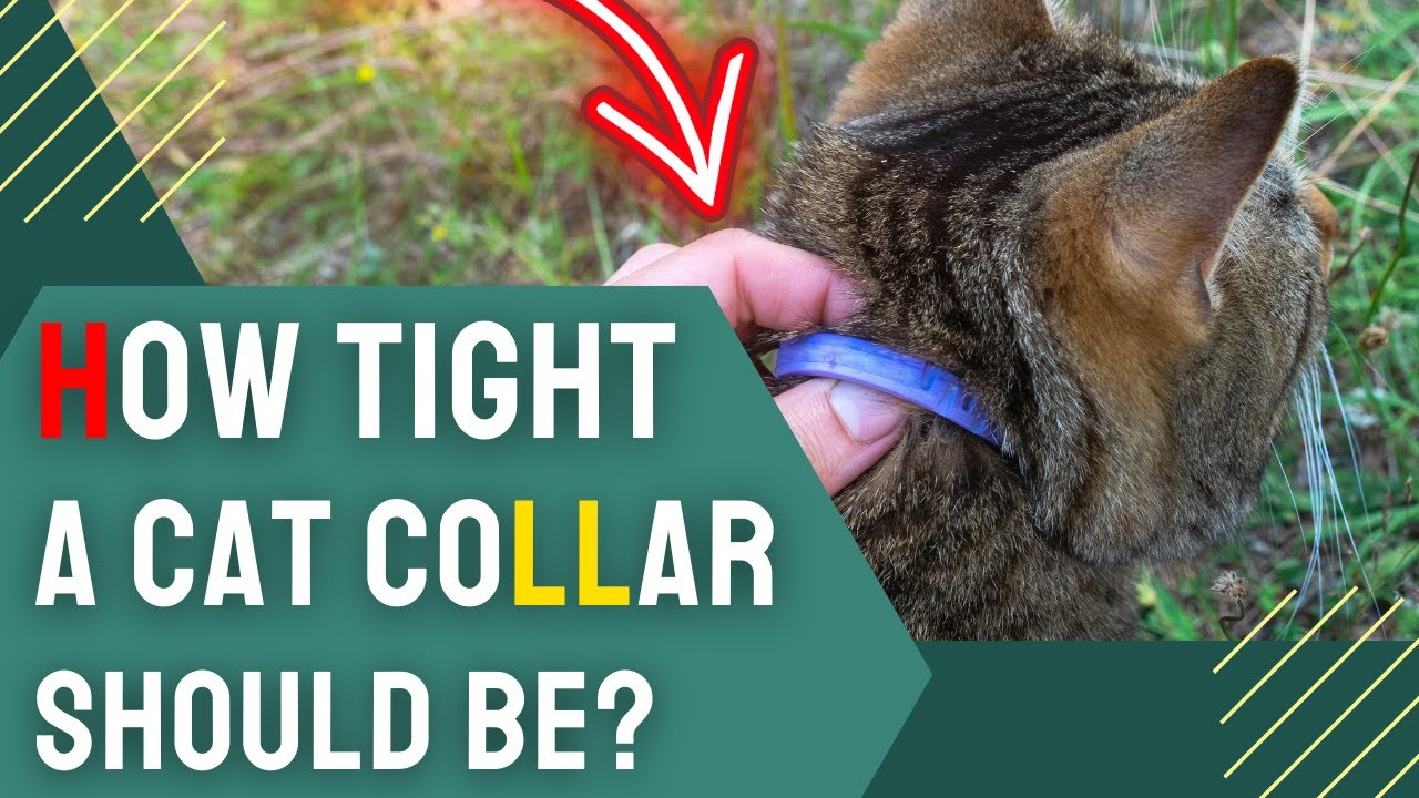 How Tight a Cat Collar Should Be? | Essential Tips & Guidelines 🐱 - YouTube