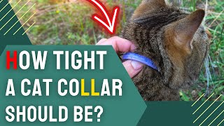 How Tight a Cat Collar Should Be? | Essential Tips & Guidelines 🐱 by Charming Pet Guru Official 165 views 1 month ago 10 minutes, 42 seconds