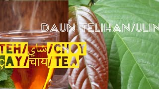 Sangatta, Teh Daun Ulin