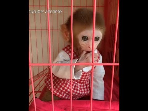 The pocket monkey is chatting with  mother