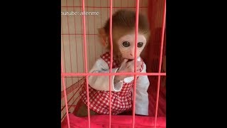 The pocket monkey is chatting with  mother