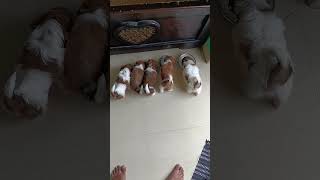 Day#3 Pet With Life 👍 #trending #puppy #pets #cute #animals #funny #puppyface