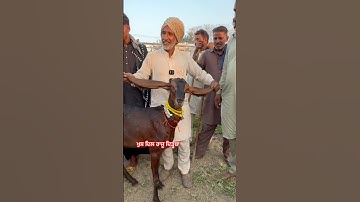 Best Beetal Goat in Punjab |Goat Farming in Punjab |Raju Goat Farm |Shorts Viral |Beetal Goats