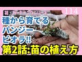 パンジービオラを種から育てる❕❕第2話：苗の植え方　パンジービオラの育て方　ｂｙ園芸チャンネル　114