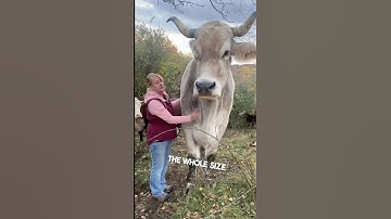 This man owns a giant animal on his farm 😳