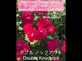 ピンクブリックハウスなど