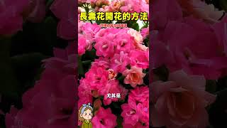 秋季長壽花的養護#多肉植物#多肉#花花世界