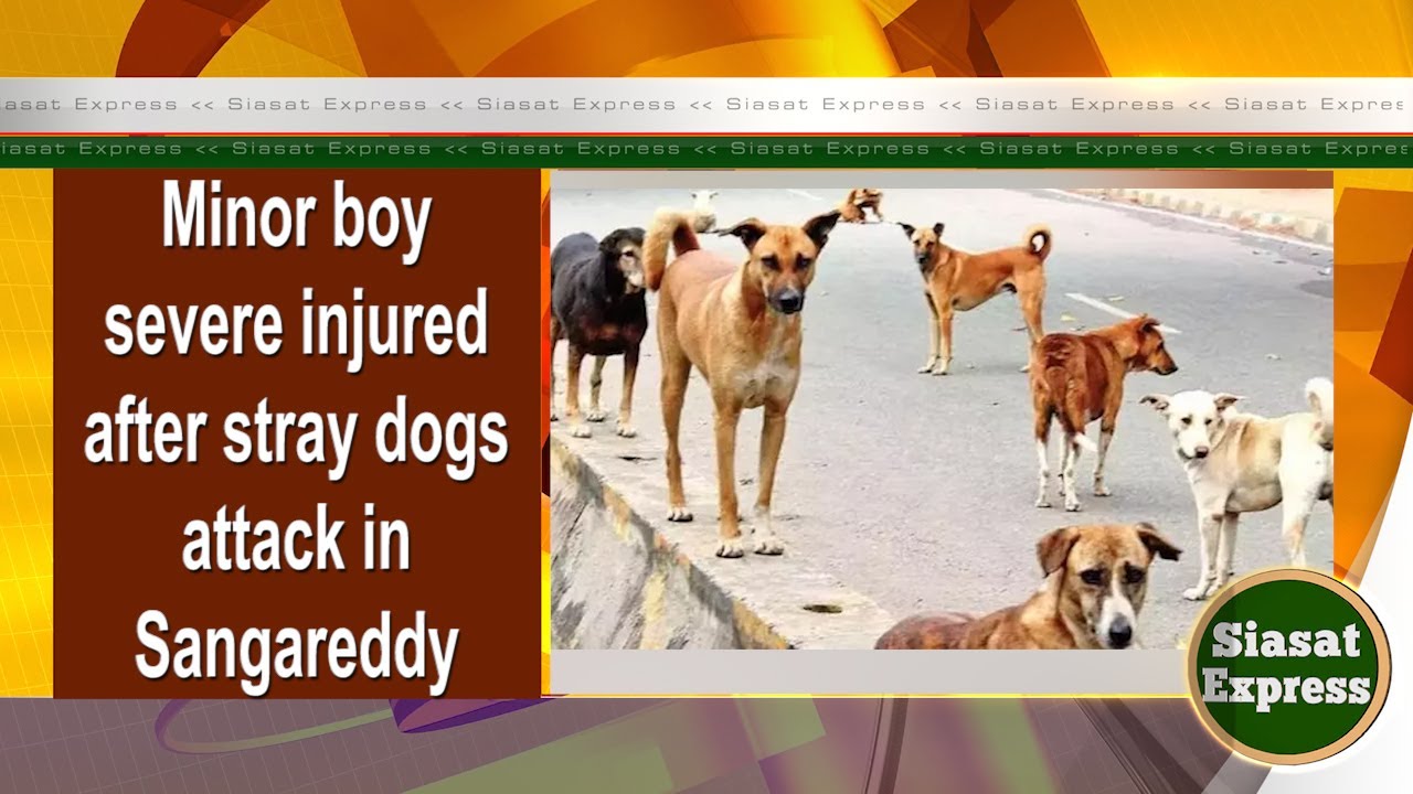 Minor boy severe injured after stray dogs attack in Sangareddy | Siasat ...