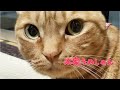 【本家】おしゃべりペット うめしゃん　本物のおっしゃん？新しいおっしゃん🙀