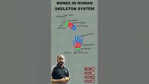 HUMAN SKELETON SYSTEM | MEDICAL NEET | GATE BIOMEDICAL ENGINEERING | SIMPLIFYING BIOMECHANICS