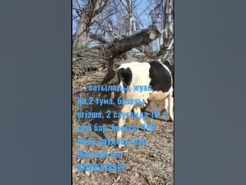 Сүтті жас сиыр - YouTube