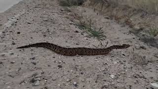 Chasing Puff adder off the dirt road