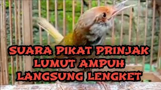 Download Lagu SUARA PIKAT PRINJAK LUMUT RIBUT || AMPUH UNTUK MIKAT DI HUTAN MP3 Download Lagu SUARA PIKAT PRINJAK LUMUT RIBUT || AMPUH UNTUK MIKAT DI HUTAN MP3