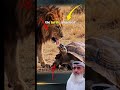 اقترب أسد من سلحفاة برية ظن ها فريسة سهلة وعندما فتح فمه ليعض ها باغتته  