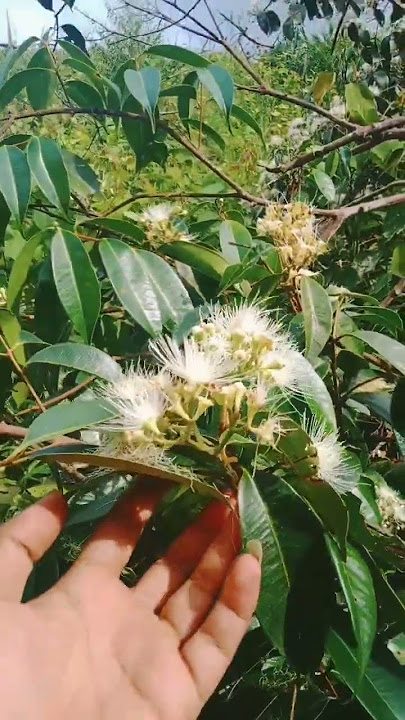 pemikat burung KONIN pasti tau kembang ini