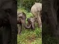 baby elephant #elephant #animals #youtube #viralvideo #domesticelephant #1million #1k #junglehunter