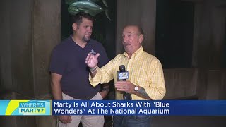 Where's Marty? Learning about sharks in the Chesapeake Bay at the National Aquarium