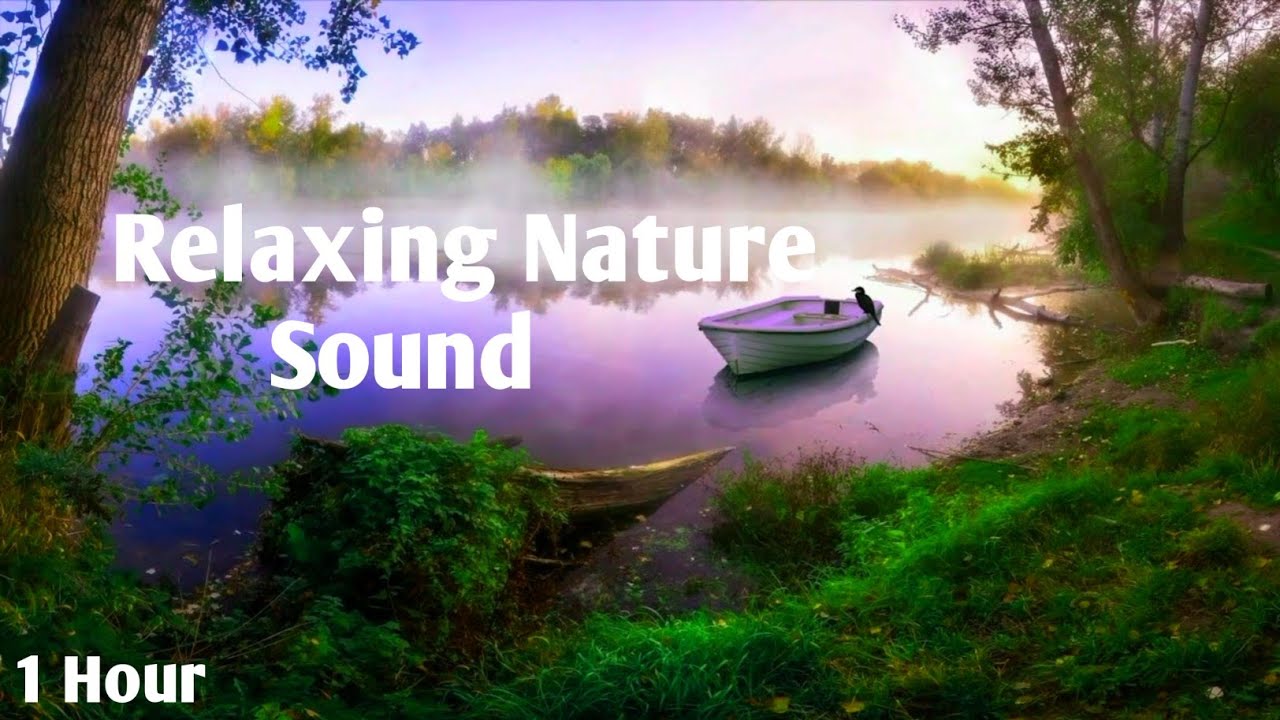 Relaxing Nature Sounds - Forest Birdsong - Birds Chirping - Realtime ...
