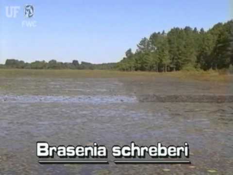 Video: Schreberin Brasilia