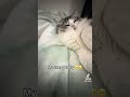 She’s still trying to play even though she’s half asleep 🥹💖 #trending #cat #cutecat #love #cute