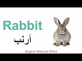 نطق كلمة أرنب  بالانجليزي