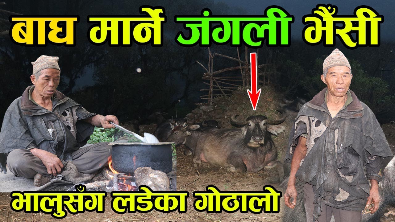 यी हुन्, बाघ मार्ने डरलाग्दा जंगली भैँसी अनि भालुसँग लडेका गोठालो ‘बा’ बोल्छन् फरर अग्रेजी