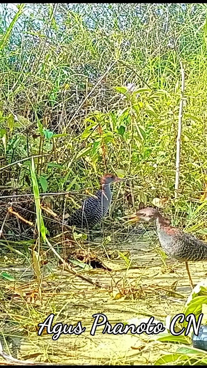 keseruan mikat burung Sintar ladang#shorts