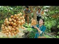 Burmese Grape | Brother and Sister Pick and Enjoy Burmese Grape | Collect Fruit | Honey Chicken Feet