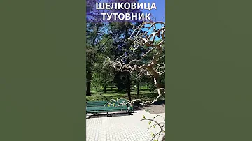 Что такое шелковица / Как выглядит шелковица
